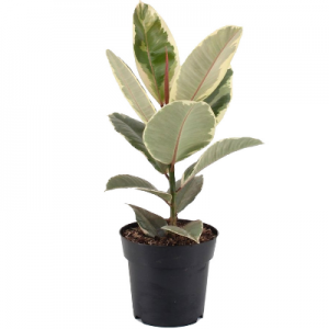 Rubber Plant Variegated