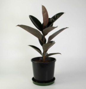 Rubber Plant