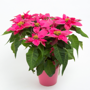 Poinsettia Pink Plant