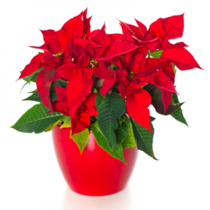 Poinsettia Red Plant