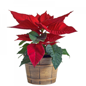 Poinsettia Red Plant