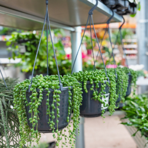 String of Pearls - Hanging Plant