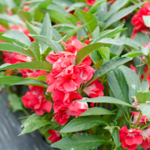 Balsam Red Flowering Plant