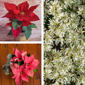 Christmas combo - Poinsettia pack