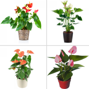 Anthurium combo pack