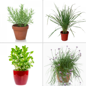 Medicinal combo plants - Pack of 4