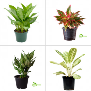 Aglaonema Plants Combo pack of 4