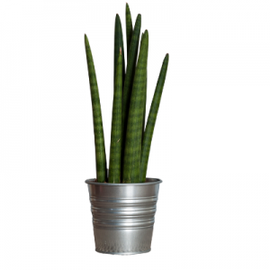 Sanseveria cylindrica plant