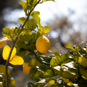 Lemon Plant