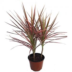 Dracaena Colorama Red