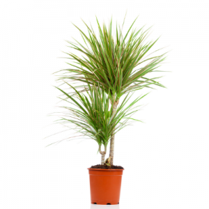 Dracaena Colorama White