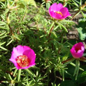 Portulaca pink plant