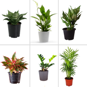 Air purifier combo plant pack