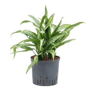 Aglaonema Cutlass Plant