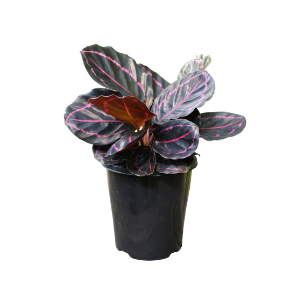 Calathea Dottie Plant