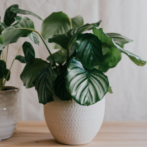 Calathea Orbifolia Plant