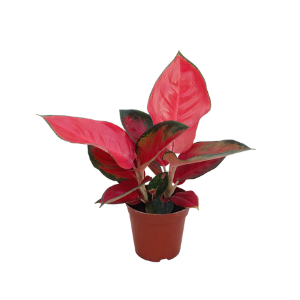 Aglaonema Red Plant