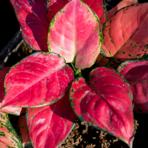 Aglaonema Red Plant