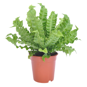 Cobra Fern Plant