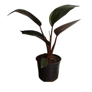 Philodendron Congo Black