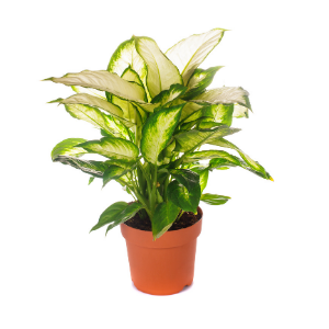 Dieffenbachia Tropic Marianne