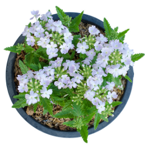 Verbena White Plant