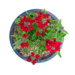 Verbena Red Plant