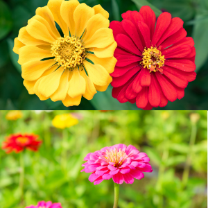 Zinnia Assorted Plants