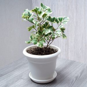 Ficus Triangularis Variegated Plant