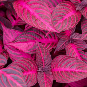 Iresine Pink Plant