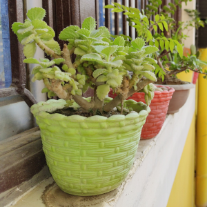 Ajwain Plant