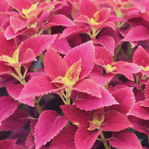 Coleus Maroon