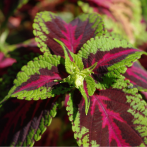 Coleus Green Pink