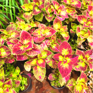 Coleus Pink Green 