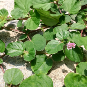 Punarnava - Boerhavia diffusa Plant