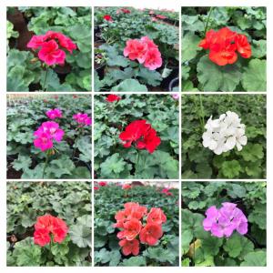Geranium combo pack of 9